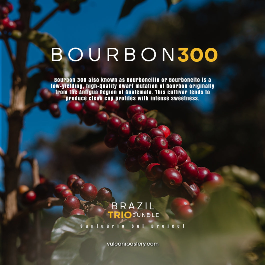 BOURBON 300 - SANTUARIO SUL BRAZIL