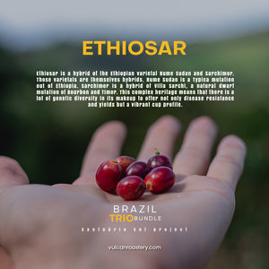 BRAZIL TRIO BUNDLE - SANTUARIO SUL