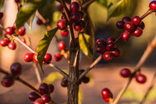 Load image into Gallery viewer, BRAZIL TRIO BUNDLE - SANTUARIO SUL
