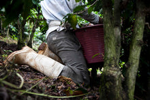Load image into Gallery viewer, COSTA RICA - HACIENDA SONORA (BLACK HONEY)
